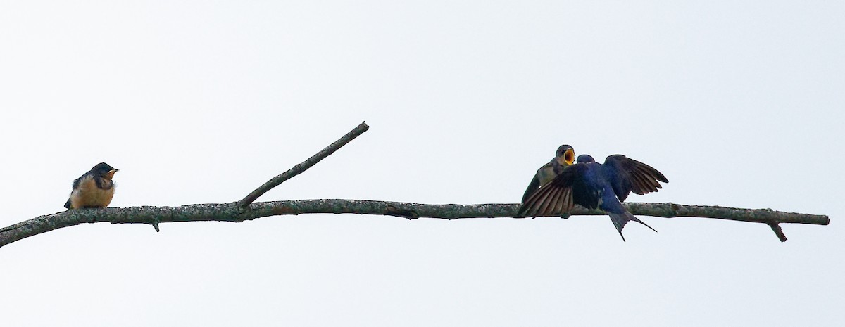 Barn Swallow - ML588912181