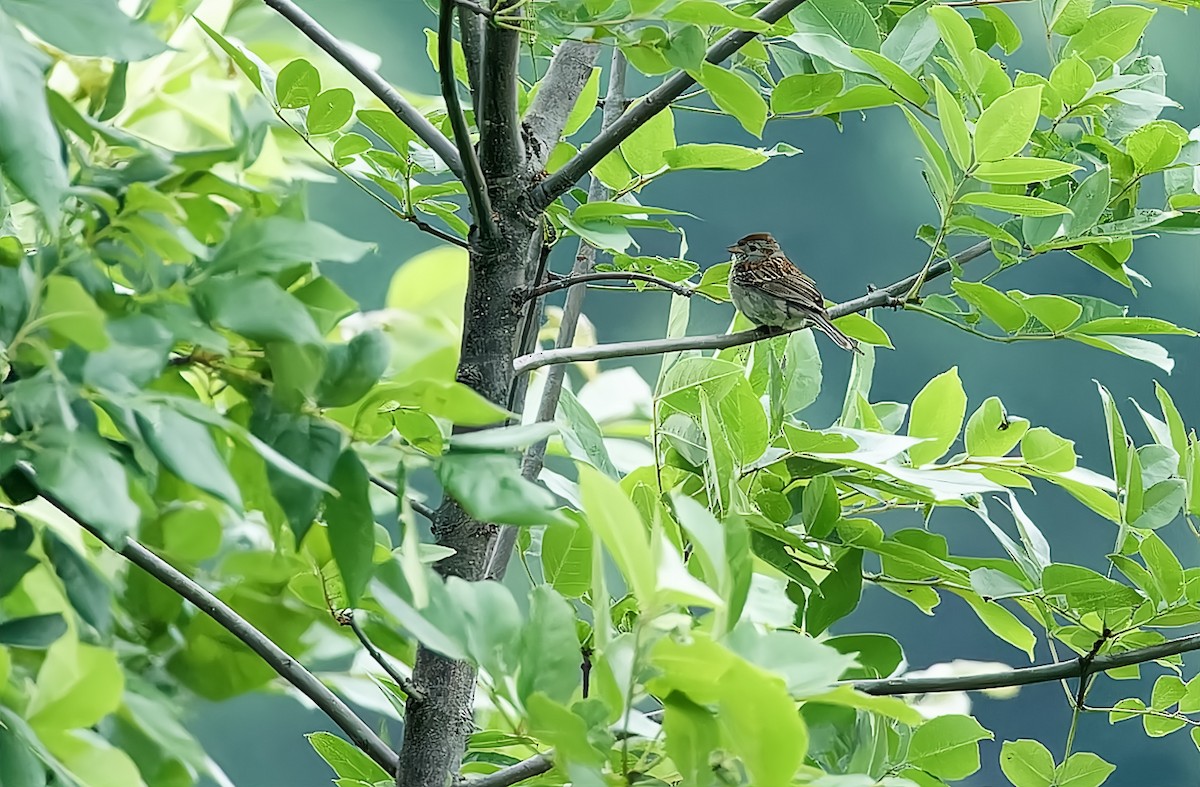 Field Sparrow - ML588912301