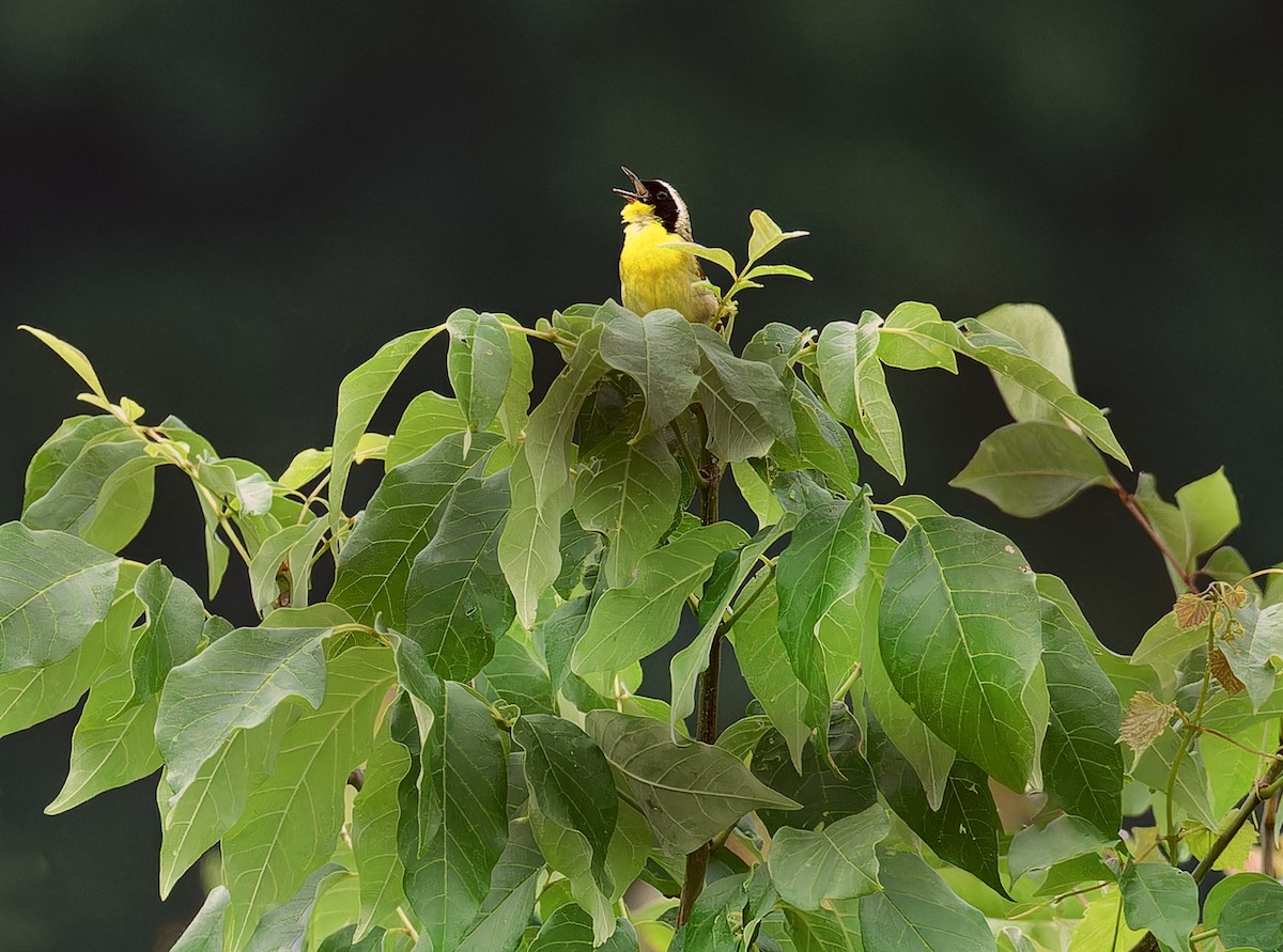 Common Yellowthroat - ML588912331