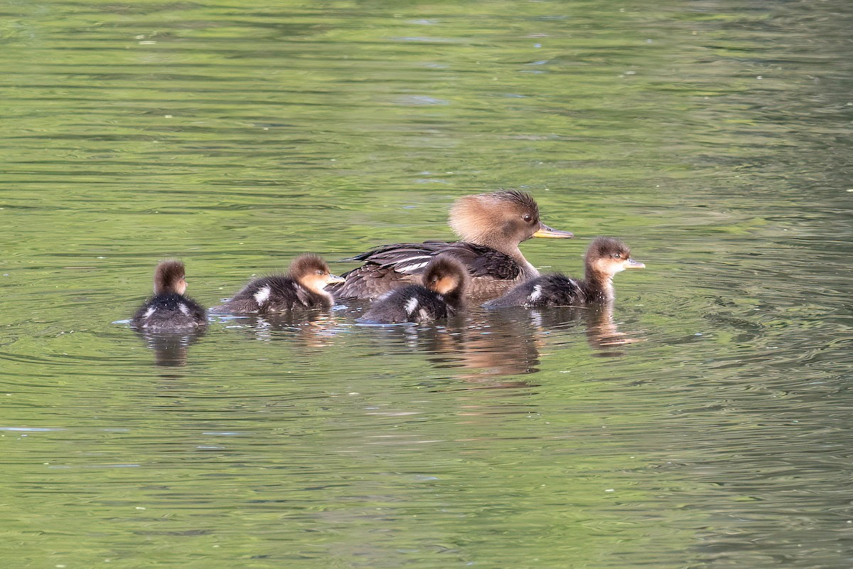 Hooded Merganser - Scott Olmstead