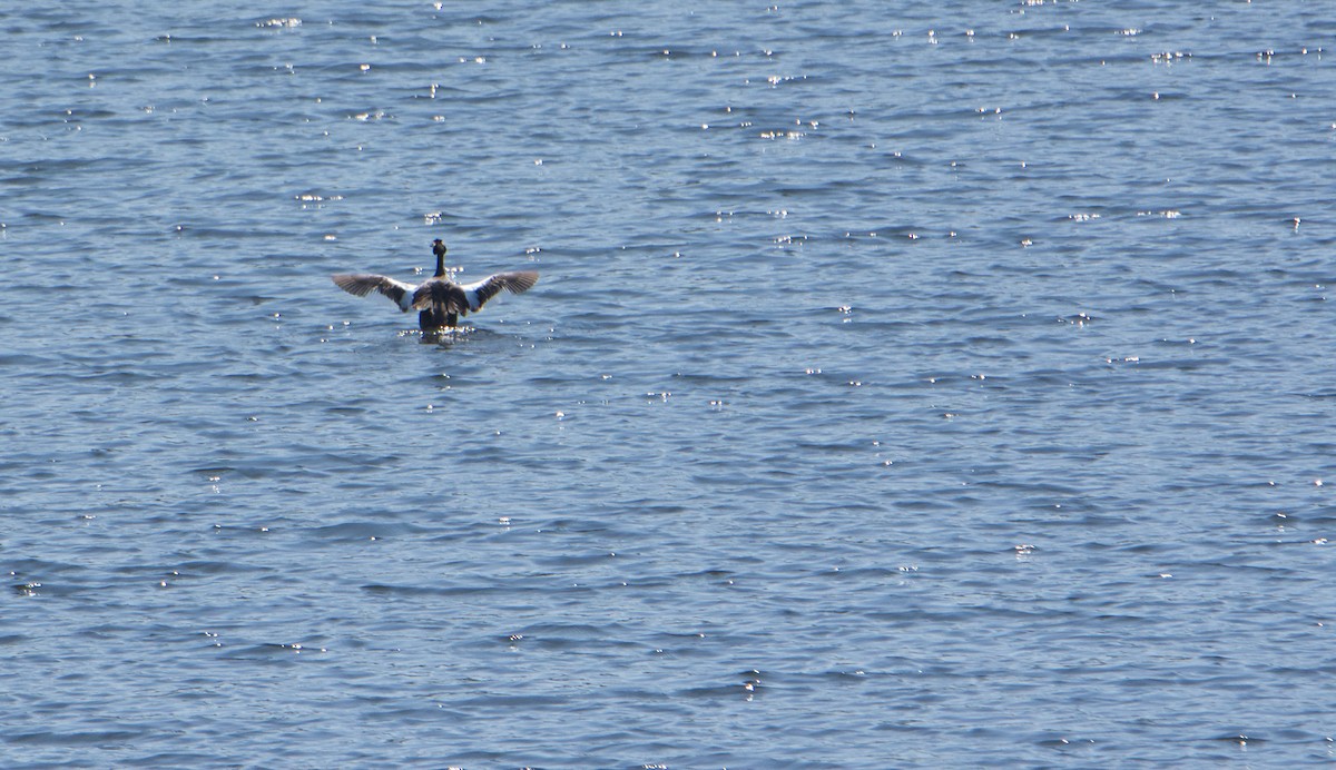 Great Crested Grebe - ML588913241