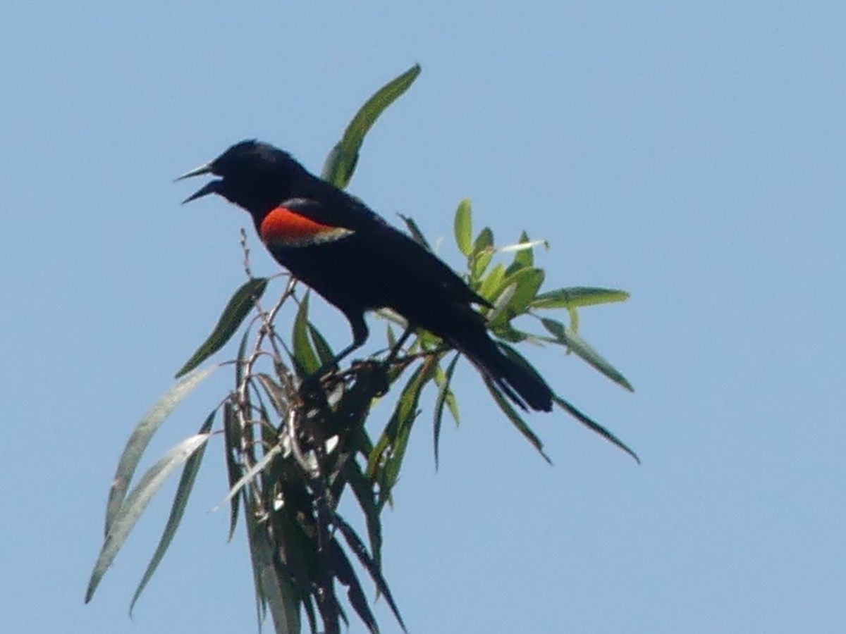 Red-winged Blackbird - Betty Holcomb