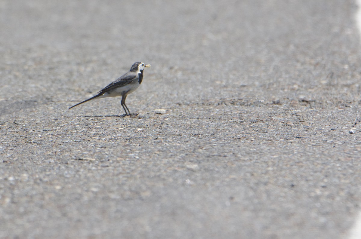 White Wagtail - ML588913491