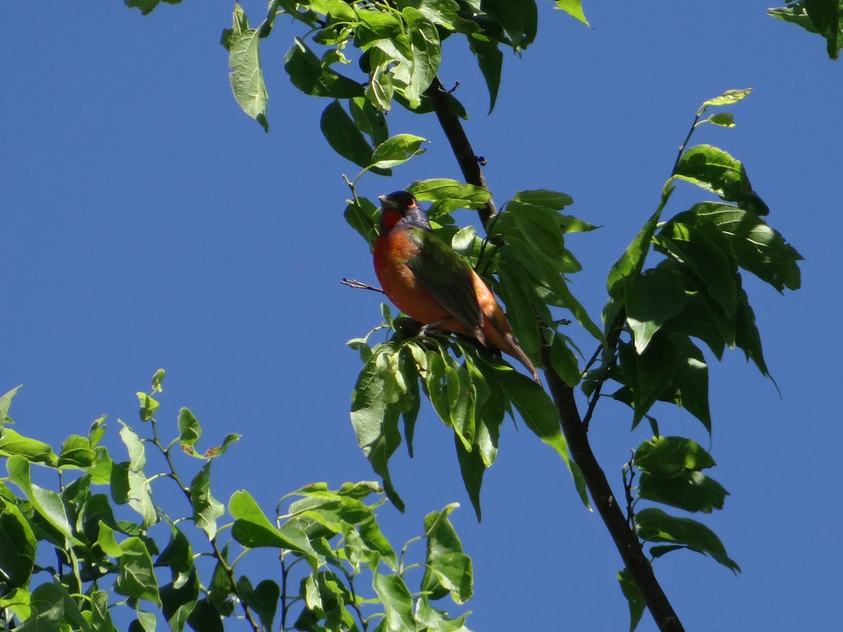 Painted Bunting - ML58891411