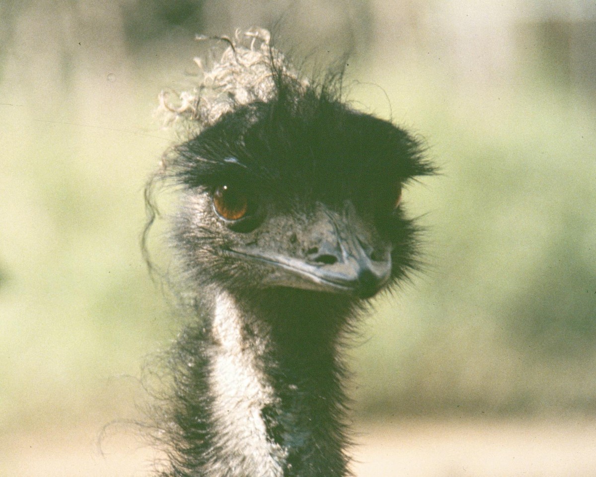 emu hnědý - ML588914461