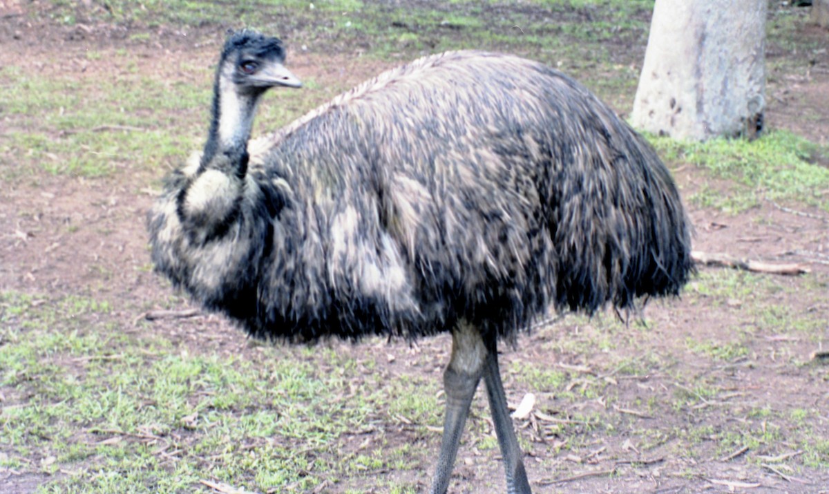 emu hnědý - ML588914491