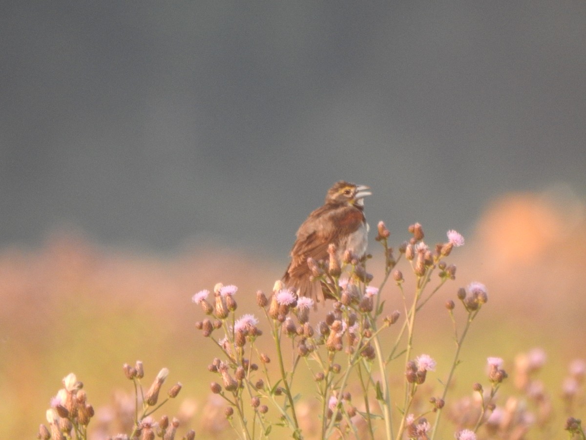 Dickcissel - ML588914501