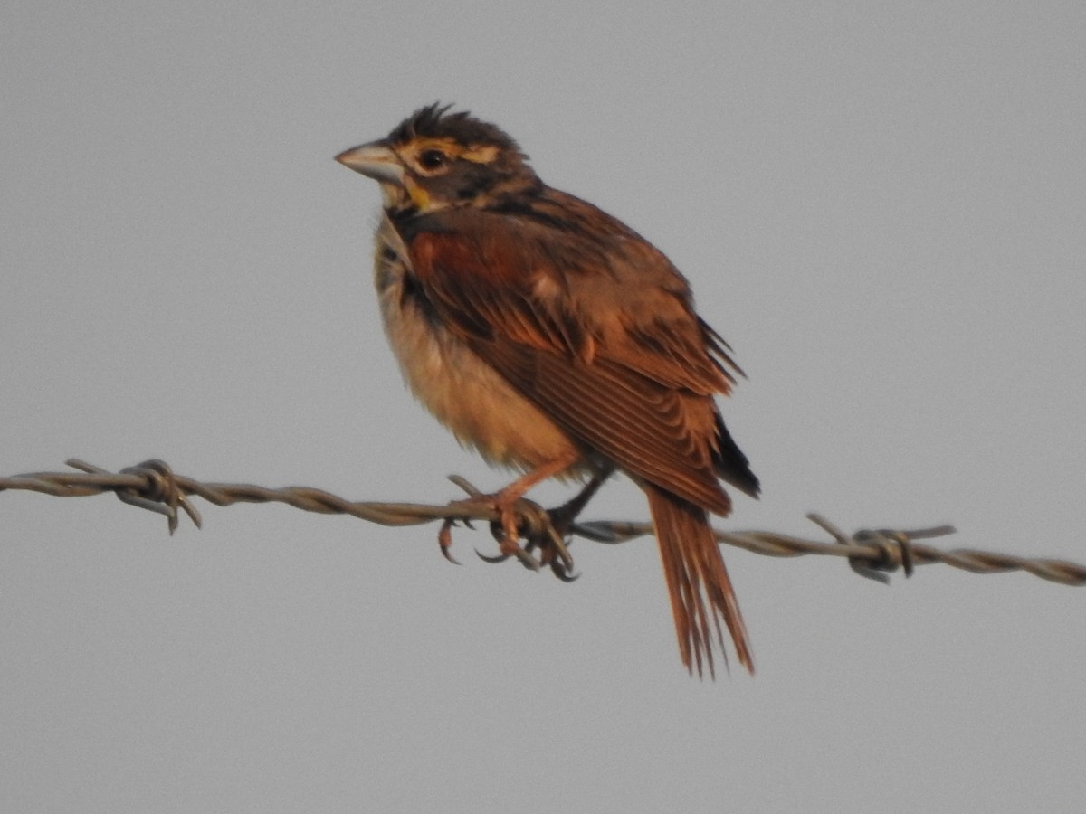 Dickcissel - ML588914531