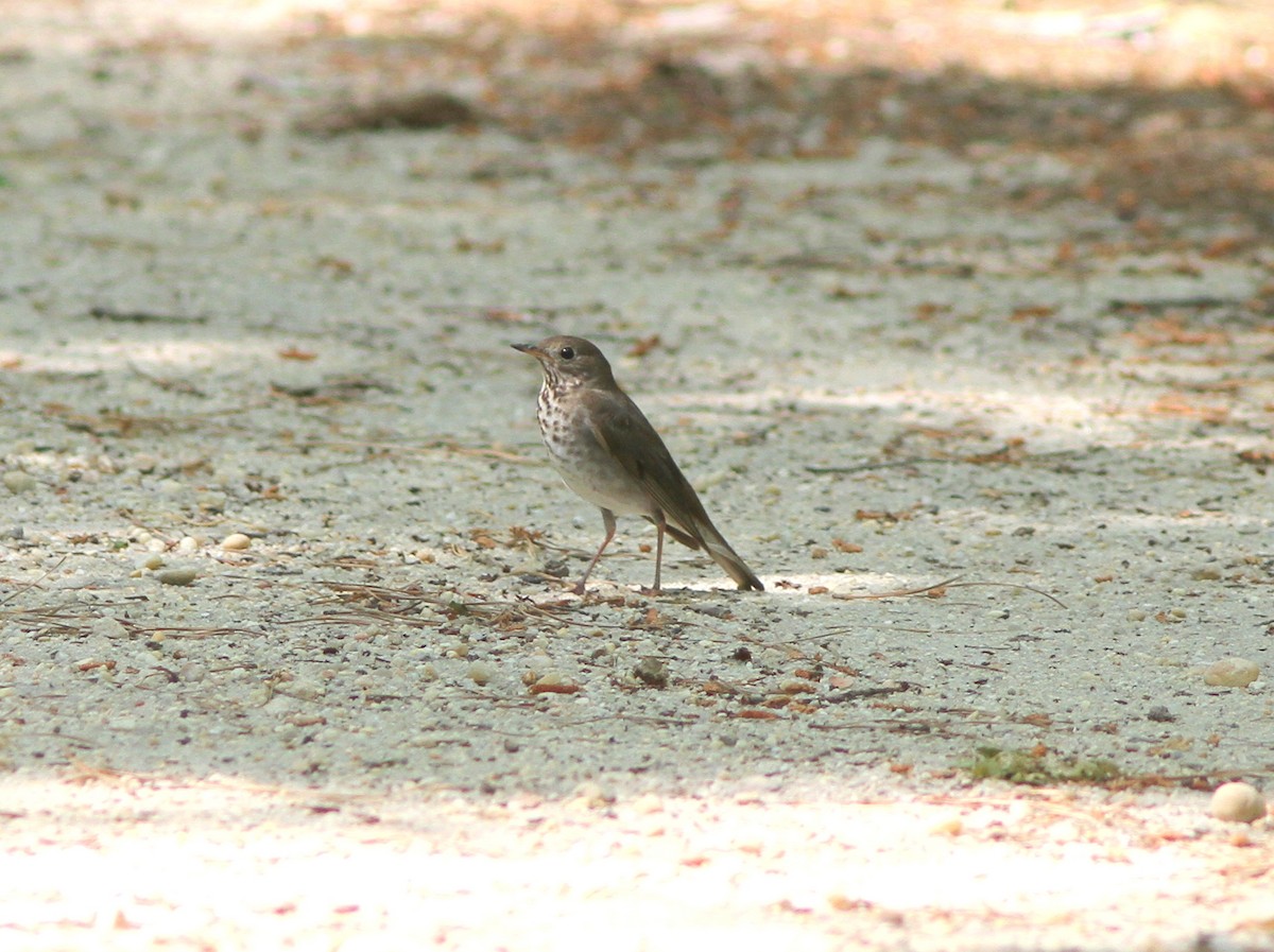 Bicknell's Thrush - ML58891541