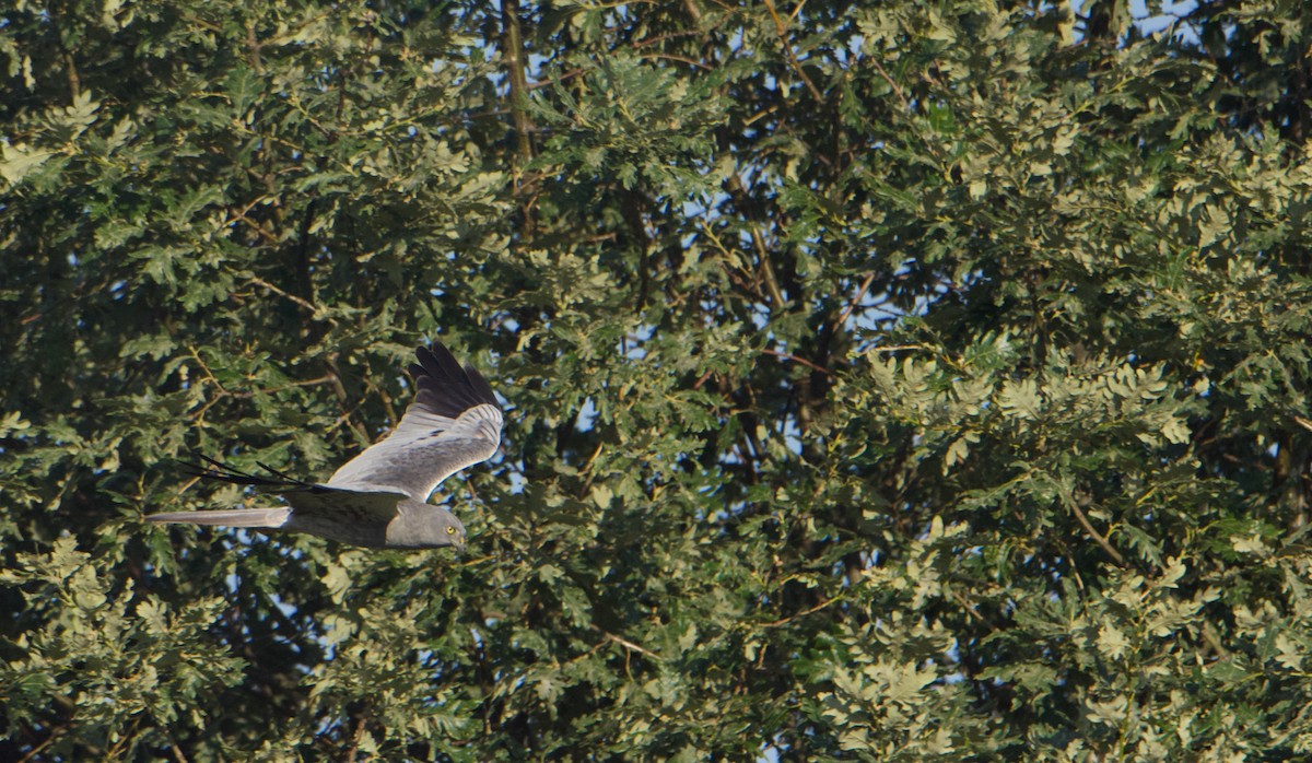 Montagu's Harrier - ML588915861