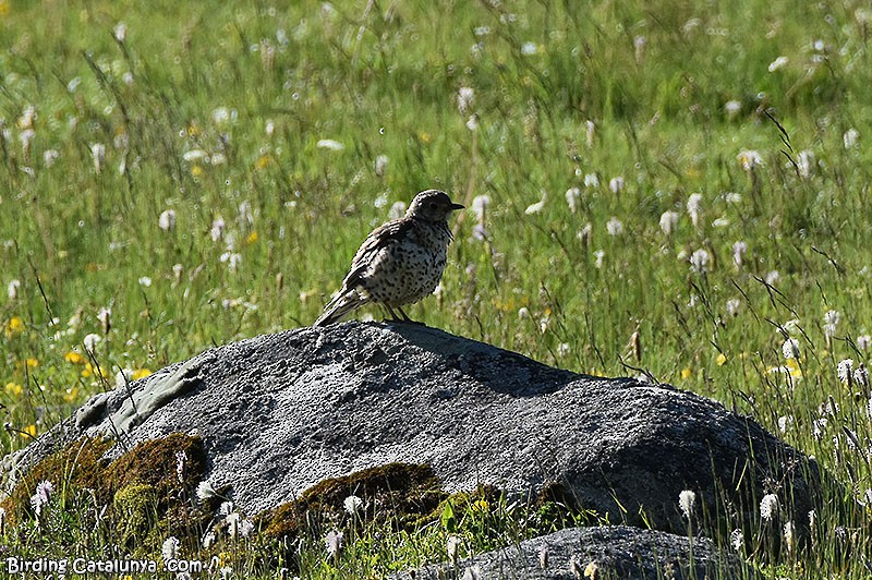 Бужмаг хөөндэй - ML588915881