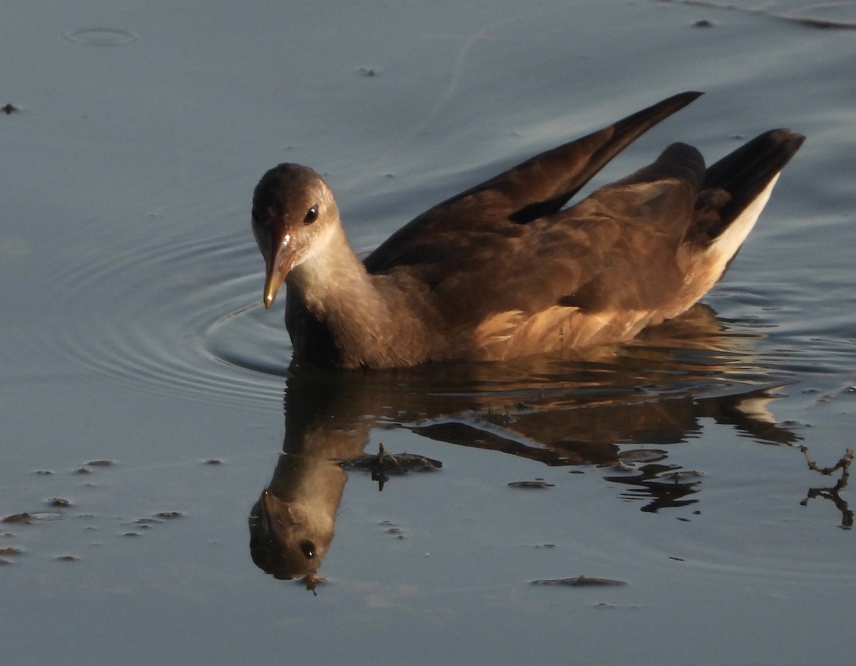 Eurasian Moorhen - Mark Wilson