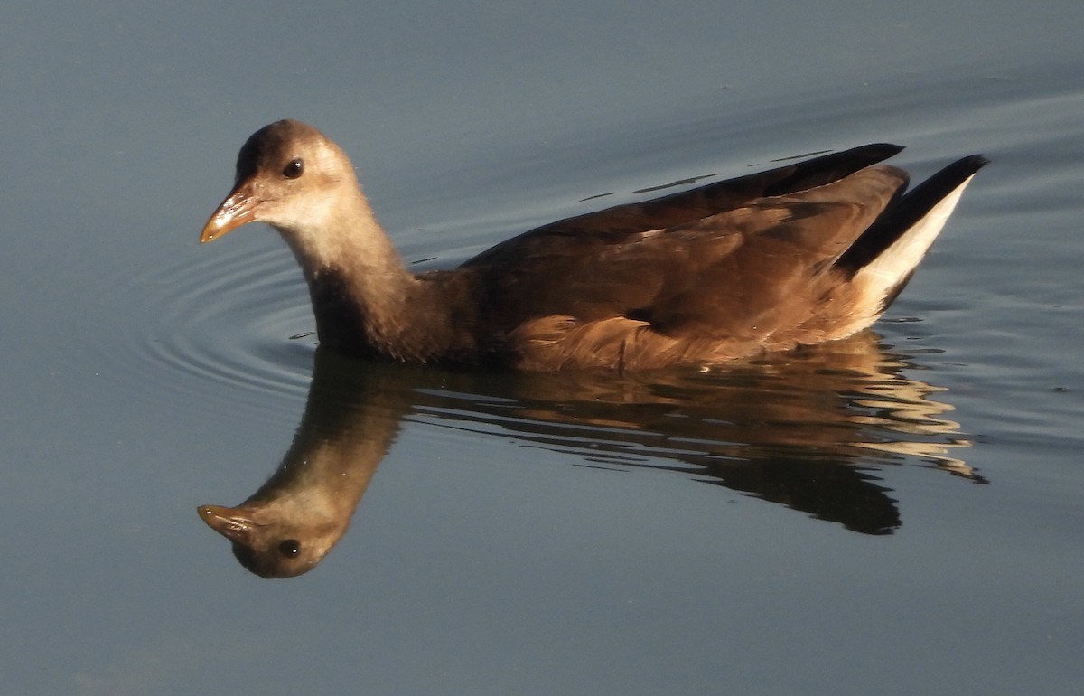 Eurasian Moorhen - ML588917101