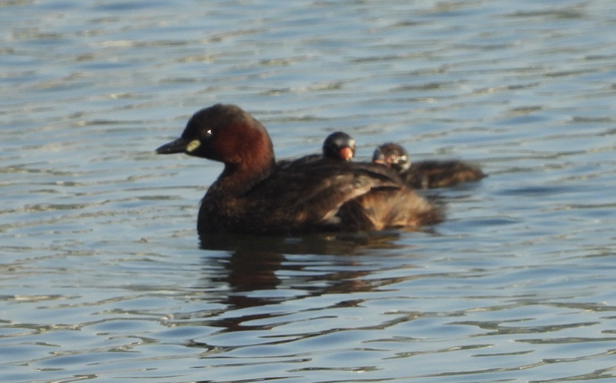 Little Grebe - ML588917801