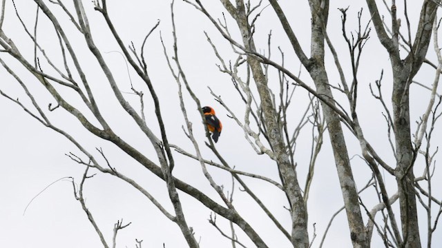 Orange-backed Troupial - ML588917841