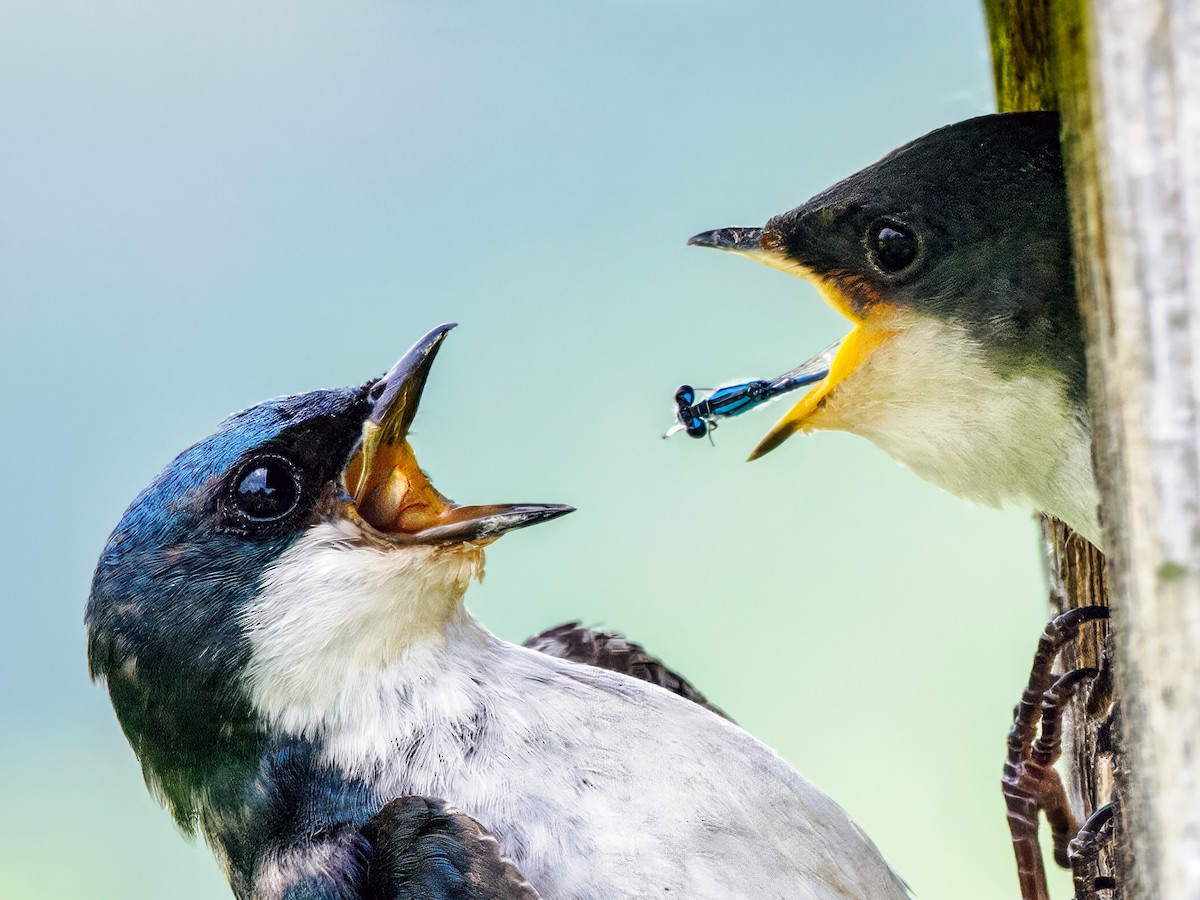 Tree Swallow - ML588917951