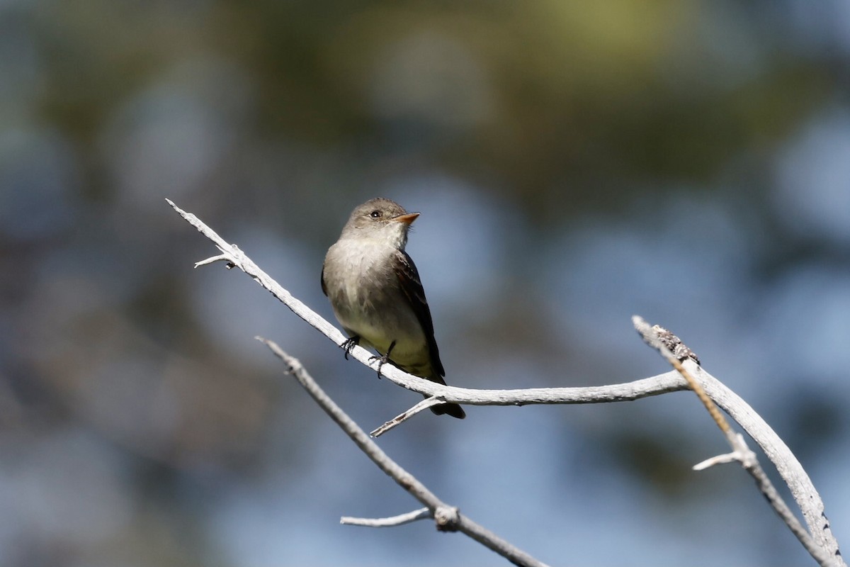 Western Wood-Pewee - ML588918511