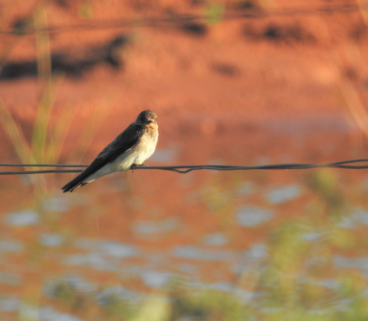 ML588918651 - Southern Rough-winged Swallow - Macaulay Library