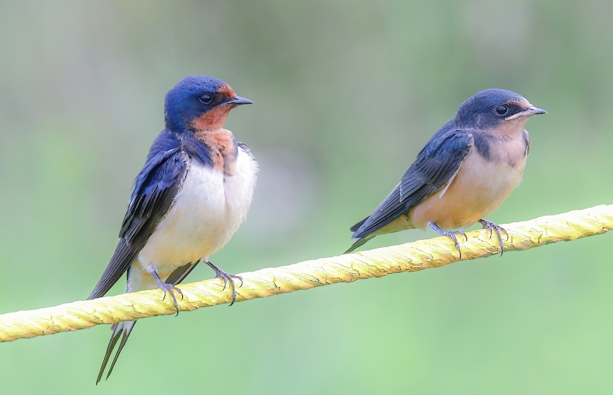 Barn Swallow - ML588920261