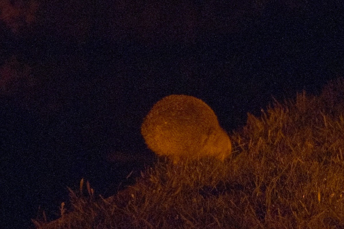 Little Spotted Kiwi - Travis Vance