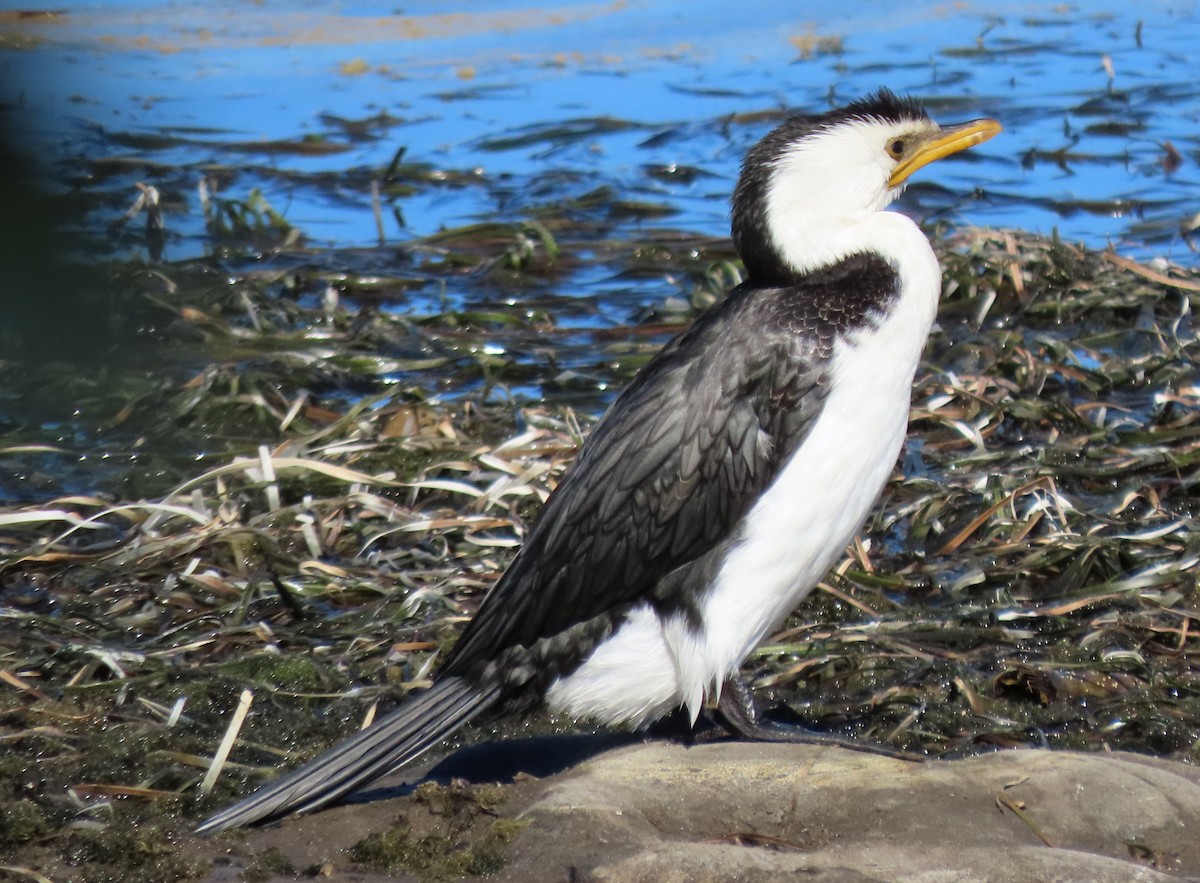 Little Pied Cormorant - ML588922271
