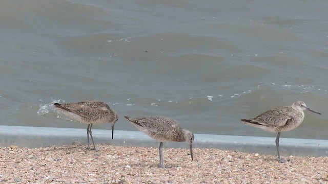 Playero Aliblanco (inornata) - ML588922291