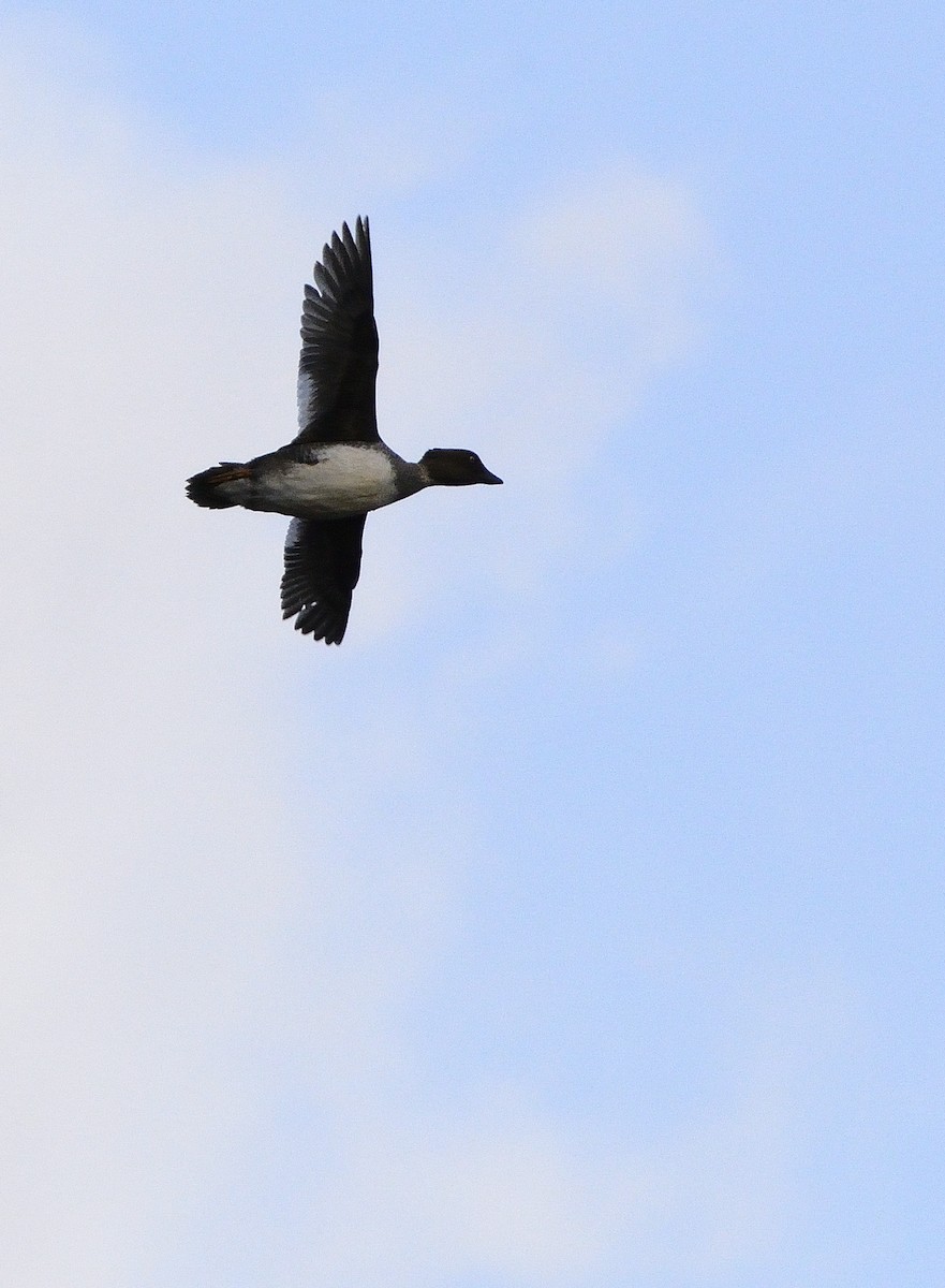 Common Goldeneye - ML588922521