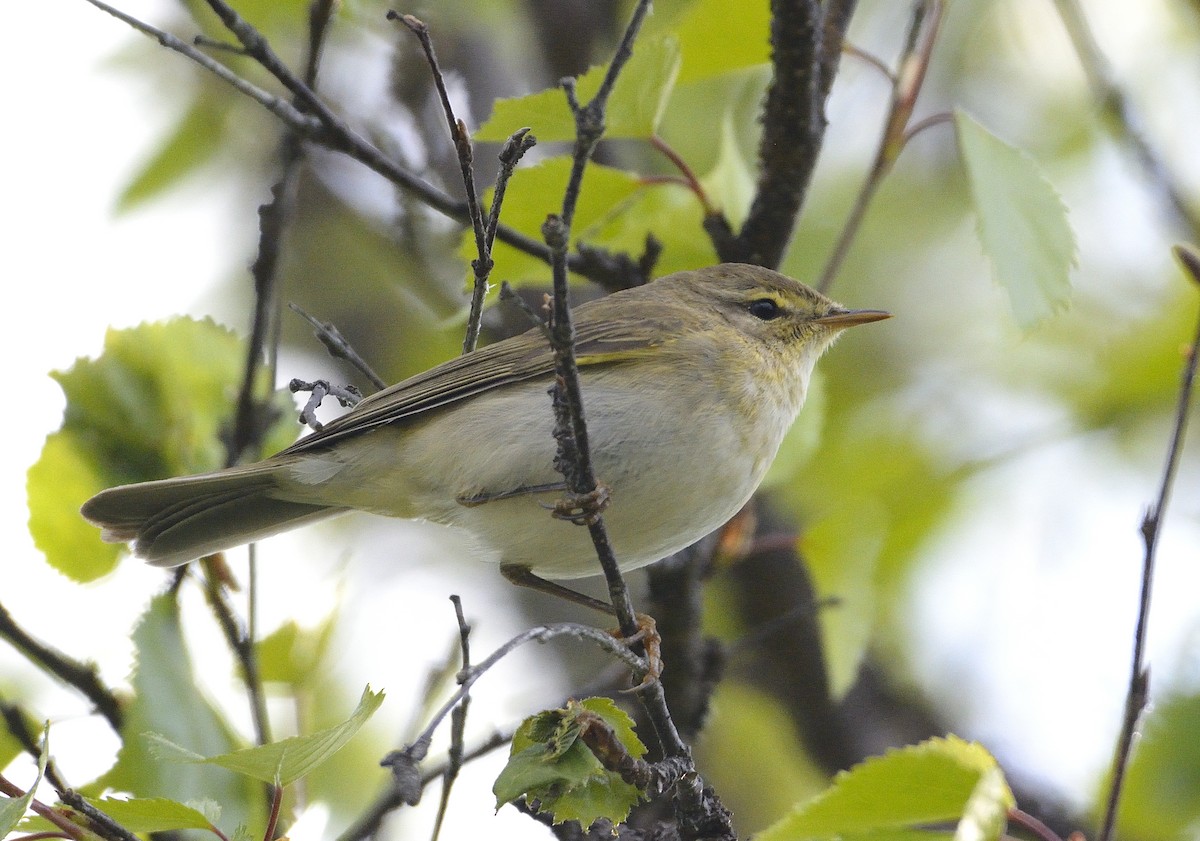 Willow Warbler - ML588922711