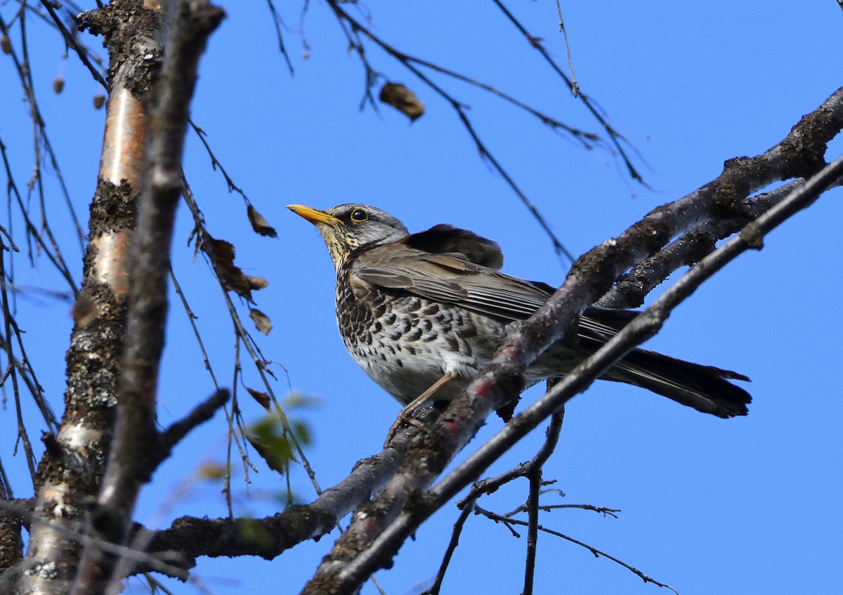 Fieldfare - ML588922891