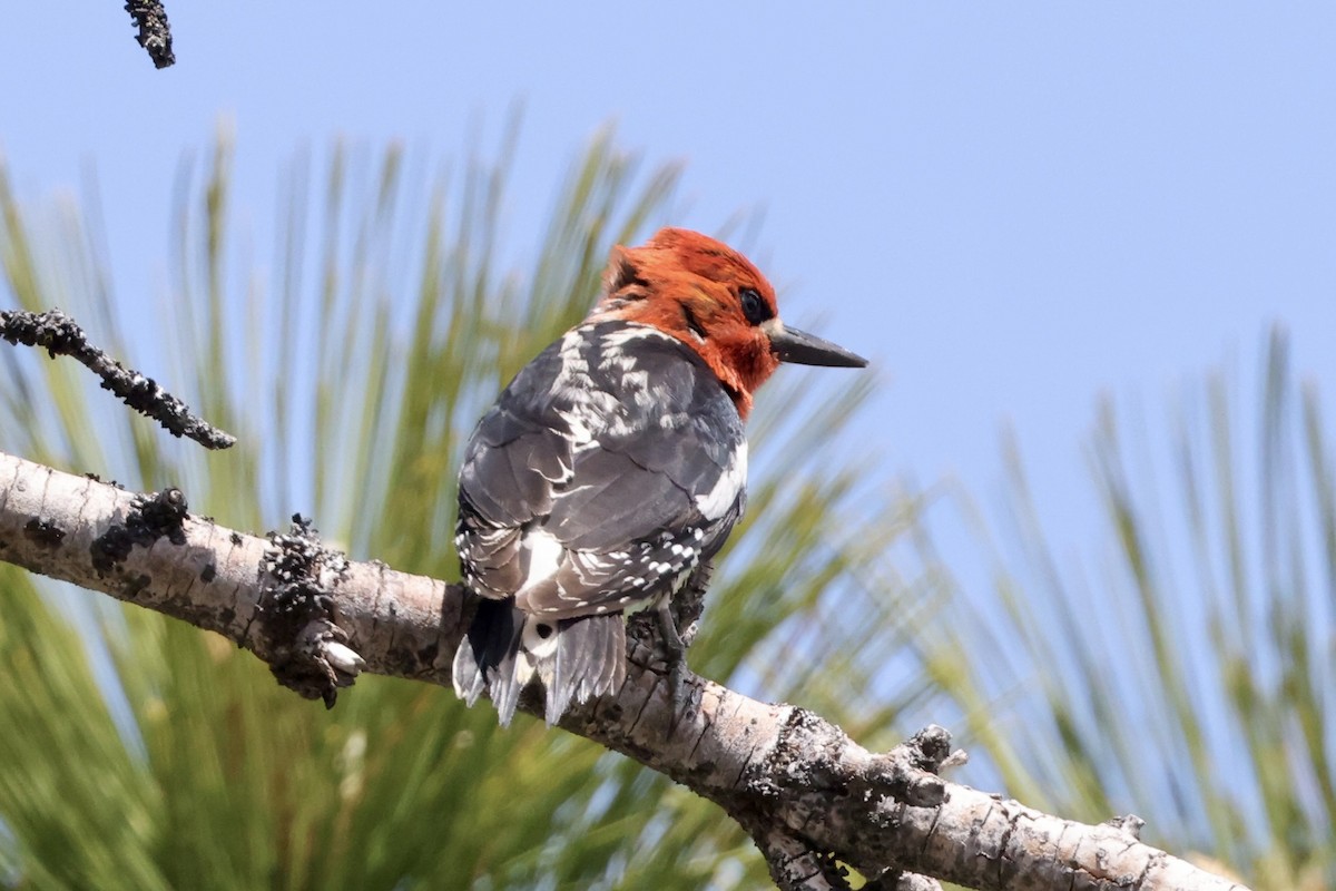 Red-breasted Sapsucker - ML588923331