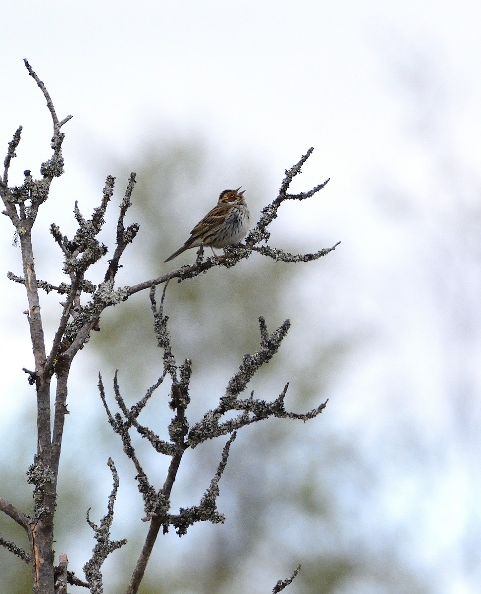 Little Bunting - ML588923421