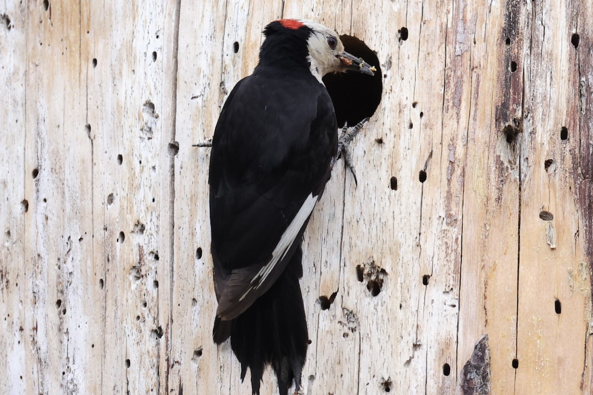 White-headed Woodpecker - ML588923441