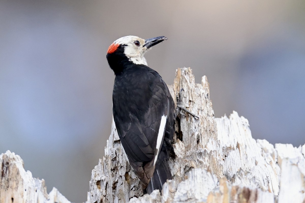 White-headed Woodpecker - ML588923511