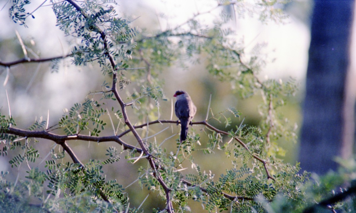 Common Waxbill - ML588923521