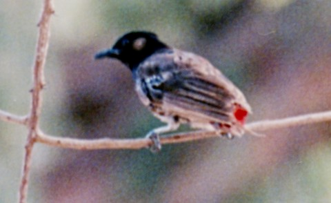 Red-vented Bulbul - ML588924931