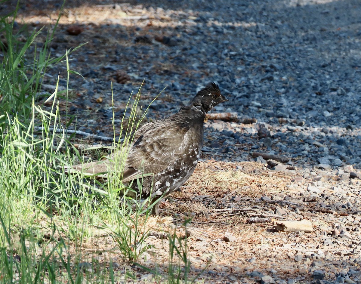 Sooty Grouse - ML588925131