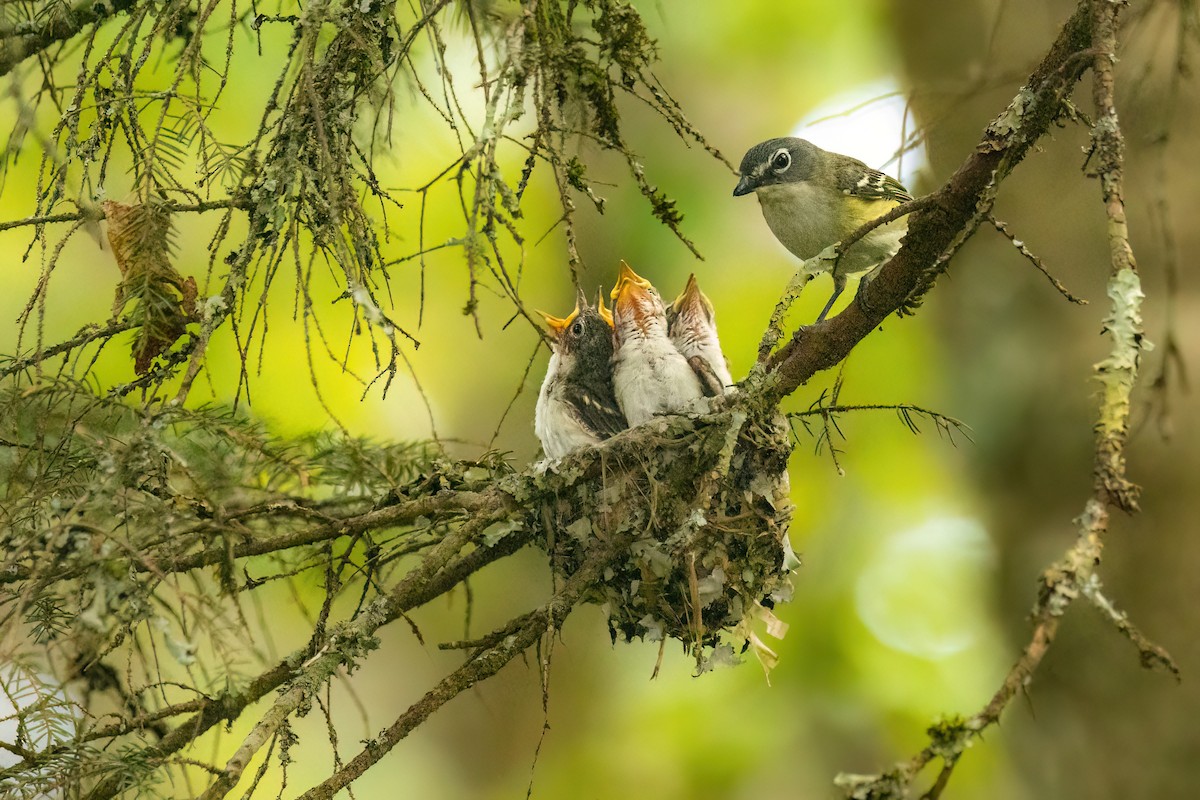 Blue-headed Vireo - ML588925641