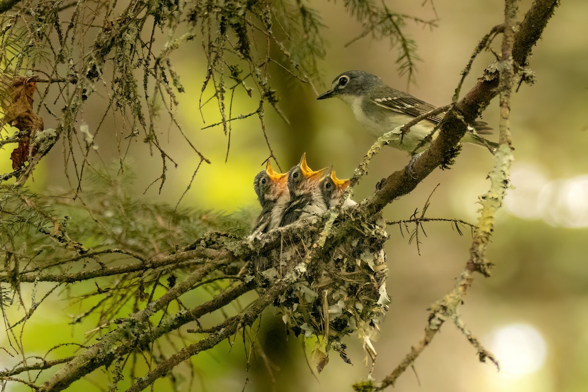 Blue-headed Vireo - ML588925651