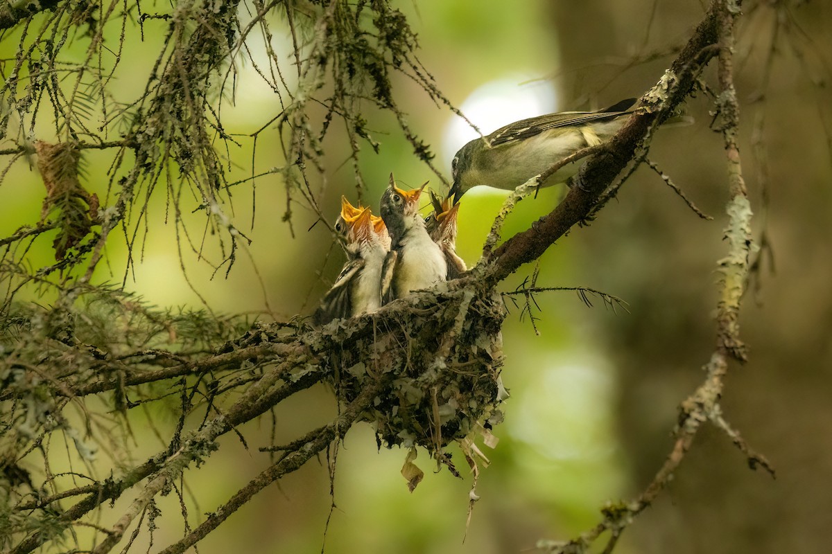 Blue-headed Vireo - ML588925671