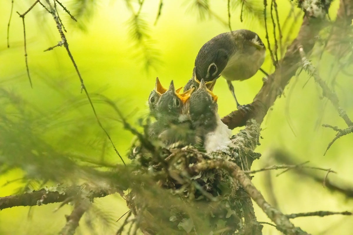 Blue-headed Vireo - ML588925681