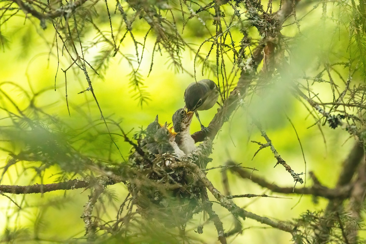 Blue-headed Vireo - ML588925701