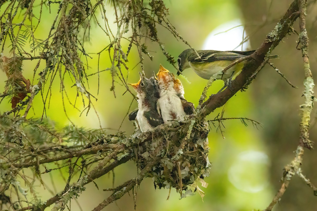 Blue-headed Vireo - ML588925711