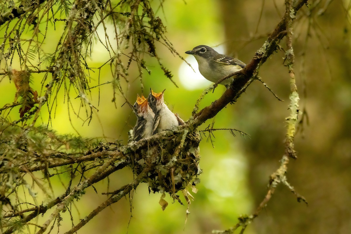 Blue-headed Vireo - ML588925721