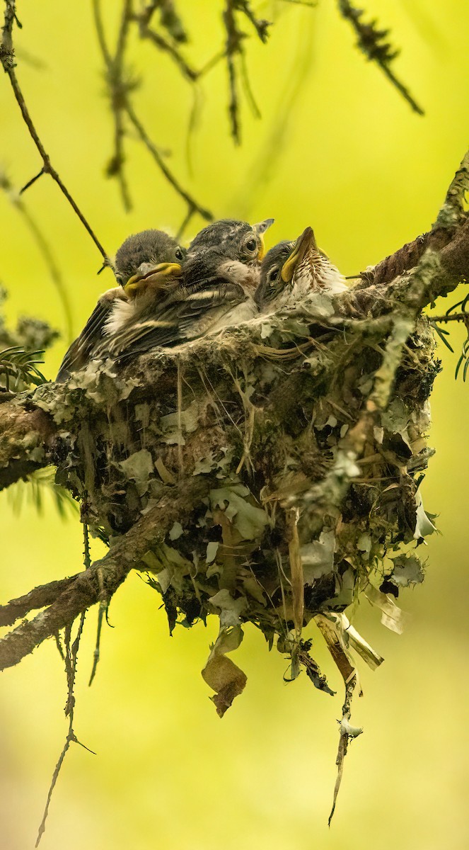 Blue-headed Vireo - ML588925731