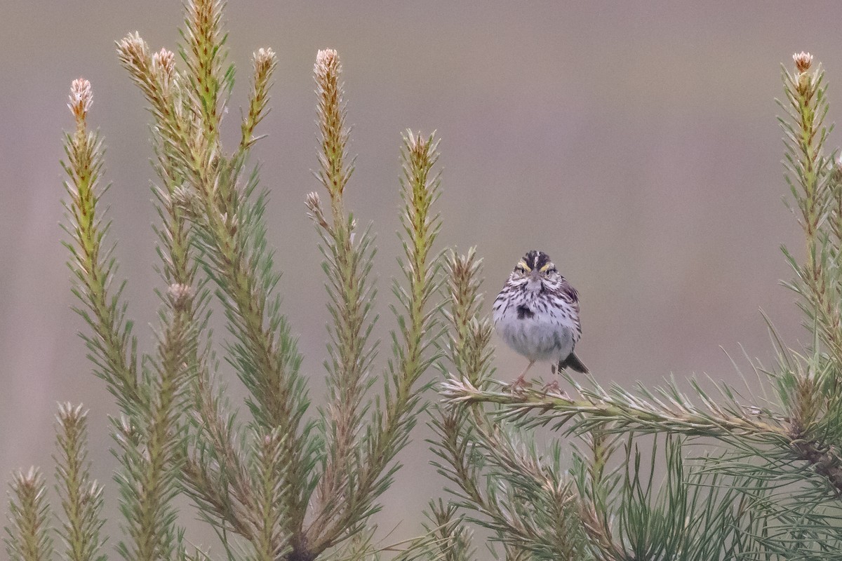 Savannah Sparrow - Lewis Holmes