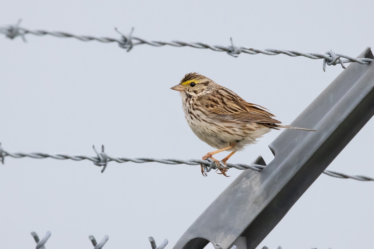 Savannah Sparrow - Lewis Holmes