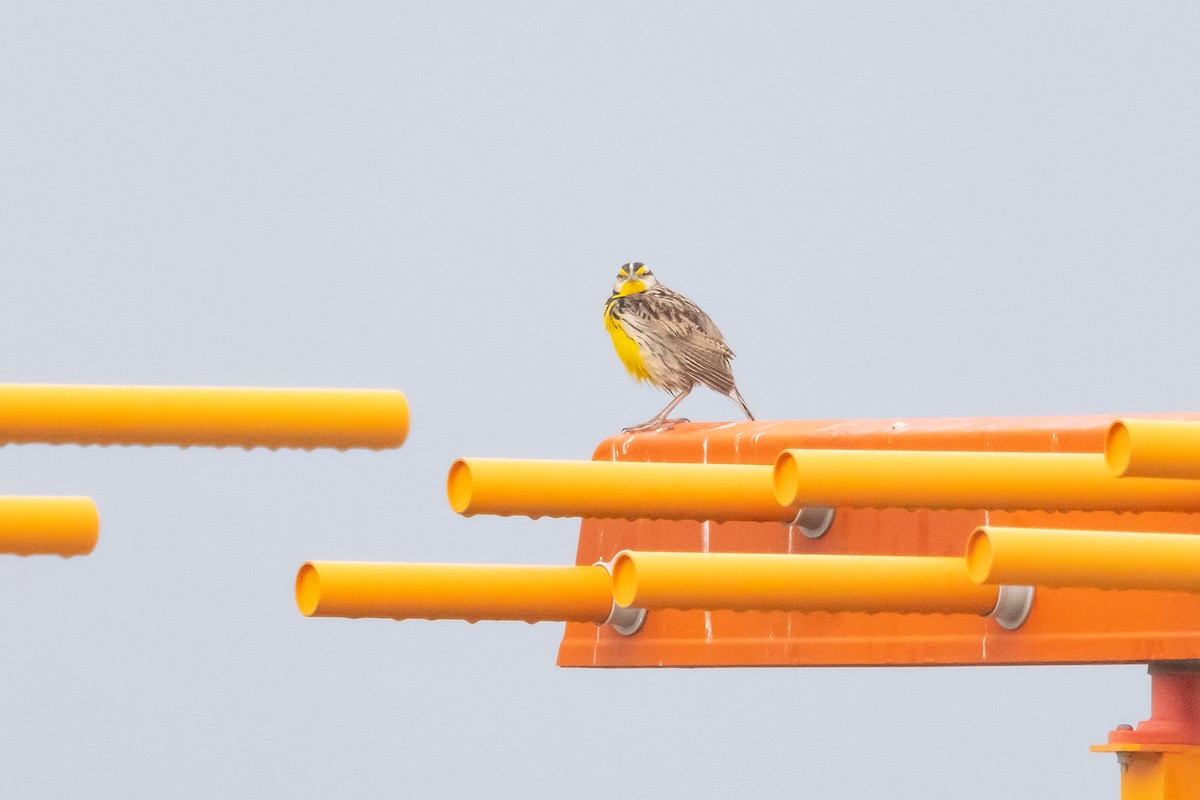 Eastern Meadowlark - Lewis Holmes