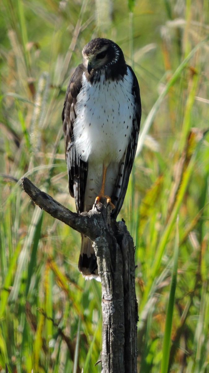 Long-winged Harrier - Juliano Gomes