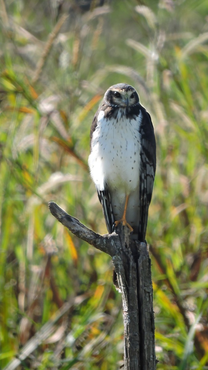 Long-winged Harrier - ML588928641