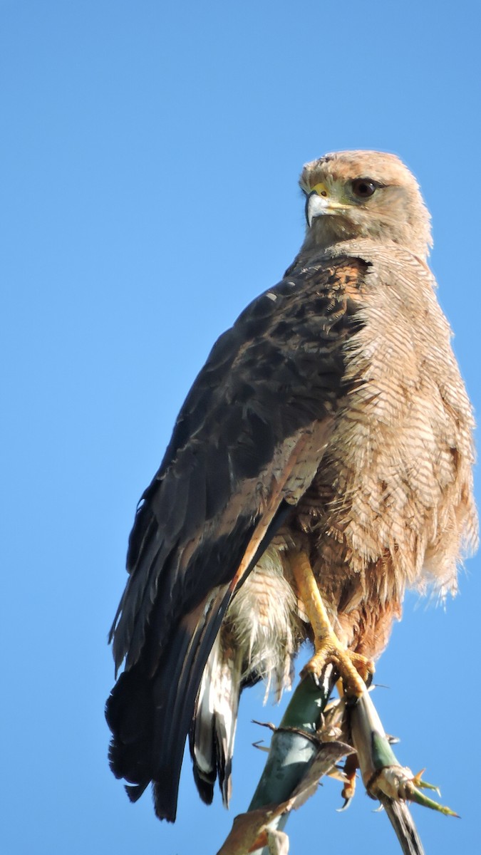 Savanna Hawk - Juliano Gomes